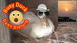 Angry Duck  || My Duck again keep eggs for hatching  