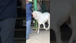 Big Patira Breeder Of Zaahi Goat Farm Virar Mumbai | Not For Sale #shorts #tipsforgoats #viralvideo