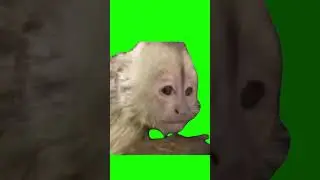 Скачать по ссылке в шапке канала #greenscreen #назеленомфоне #greenscreenvideo