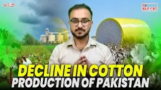 Decline in Cotton Production in Pakistan | TCN Report