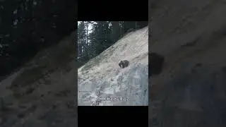 part 02 || A MOUNTAIN MASHUP#RabbitRescue#MountainMishap#OopsieBunny#WildlifeAdventure #shortvideo