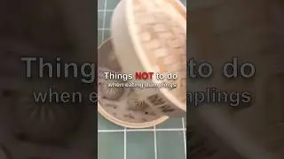 Things NOT To Do When Eating Dumplings😳