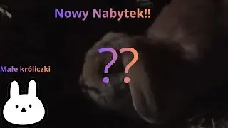 Nowy nabytek w hodowli!!🐰😁Jak tam młode kr&oacute;liczki??😊 P&oacute;ł daily#8