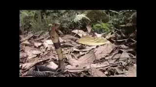 Mozambique Spitting Cobra Meets The African Civet