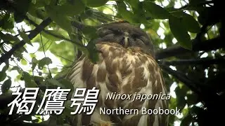 七股褐鷹鴞4K|Northern Boobook in Qigu