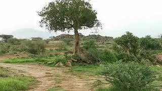 غرب قرية المغيره شرق شمال مجرى وادي خلب ٢٠ ذو الحجه ١٤٤١ 2020/8/10