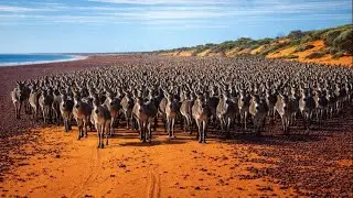Austrália Soltou 1 Milhão de Jumentos — 10 Anos Depois, Choque Total