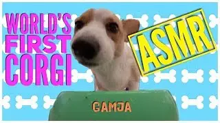 VLOGMAS DAY 4: WORLD'S FIRST CORGI ASMR Ft. GAMJA, Q & A and MORE!!