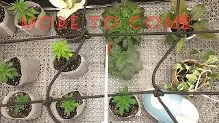 MARS HYDRO SP 250  (2021 Grow)