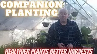 Companion Planting Vegetables [Gardening Allotment UK] [Grow Vegetables At Home ]
