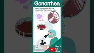 Gonorrhea explained in 1 minute | Neisseria gonorrhoeae | pathology in 1 minute