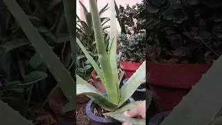 How to get aloe vera gel #Shorts #fertilizer #organic #aloevera #gardening #fypシ゚viral #gel #aloe
