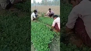 brinjal nursery transplant