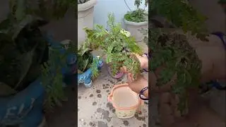 Jungle Rabbit Furn Plant को कैसे Grow करे !How to grow ?#plants #mha #furn #mixtape #shorts