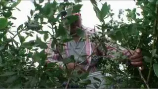 Farmers harvest blueberries in New Jersey Pinelands, birthplace of the cultivated highbush blueberry