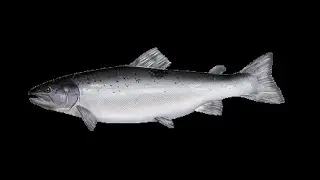 2025-35 DIRECT REVENUES AND PRICE IMPACTS OF TARIFFS ON U S  SALMON IMPORTS