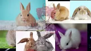 bunny bunny bunny (Kasane Teto SV) +UST/SVP/VSQx