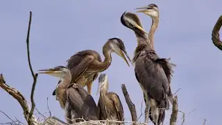 Great Blue Heron Nest