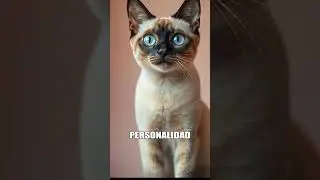 GATO BIRMANO: ELEGANCIA 🐱 #amorfelino #bengalcharcoal #felinos #mascotaactiva #gatos