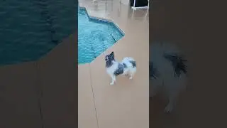 Video compilation ( Swimming with friends)  #dogshorts #puppy #cute #dog ##funny #funnydog #cutedog