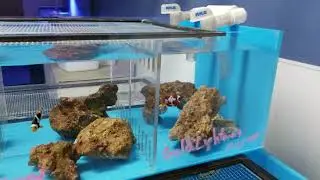 Captive-bred tank-raised Fish Update at Pacific East Aquaculture