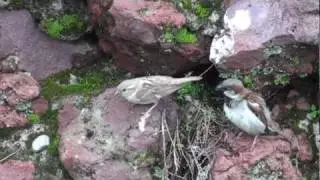 House Sparrow, Copet&oacute;n Europeo (Passer domesticus) 2  BREEDING SEASON