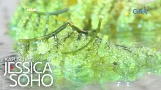Kapuso Mo, Jessica Soho: Summer seaweed is in!
