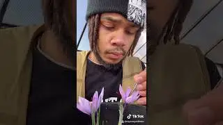 Growing Saffron in Pennsylvania