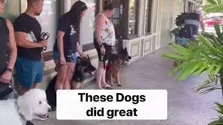 Reactive Training | How Does Your Dog React to Wheeled Objects?
