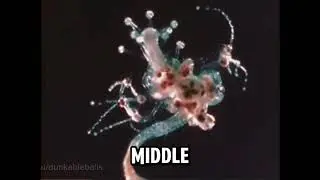 $uicideboy$ Aphrodite {The Aquatic Ape Theory} [lyric video]