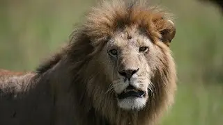 Real Jungle Life | Wild Animals & Natural Forest Story #relaxingjungle#calmingnature