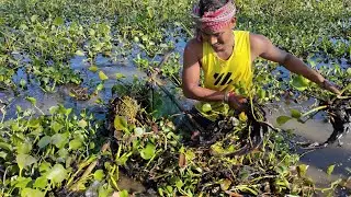 ঠেলা জাল দিয়ে ছোট ছোট লোকাল মাছ ধরা Village Net Fishing video 