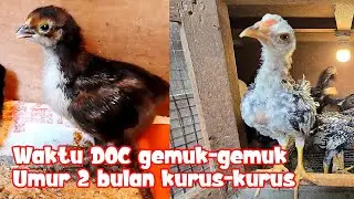 CARA MENGATASI ANAK AYAM AWALNYA GEMUK GEMUK TAPI LAMA LAMA KOK JADI KURUS‼️