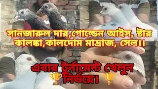 সানজারুল দার, ষ্টার কালংকা, গোল্ডেন আইস, কালদোম মাদ্রাজ সেল 🏆#pigeon #pigeonhouse #bird #kabutar 