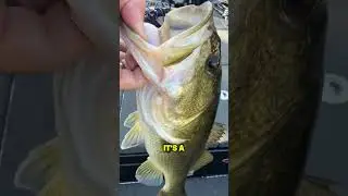 Клёв на баззбейт открыт! #buzzbait #berkleyfishing #bassfishing #fallintoshorts