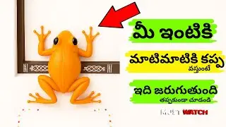 మీ ఇంటికి మాటిమాటికి కప్ప వస్తుందా అయితే మీ జీవితంలో జరిగేది ఇదే Lakshmi Puja లక్ష్మి దేవిని #దేవుడు