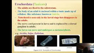 Animal Diversity III video lecture by Dr B R Ghorpade, Shri Anand College Pathardi