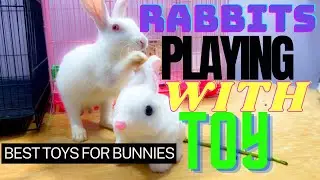 Rabbits Playing With Toy | Best Toys For Bunnies #rabbit #rabbitplaying