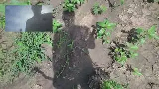 HEARTBREAKING! GOATS,CATTLE DESTROY MY FIELD