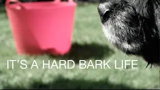IT'S A HARD BARK LIFE