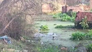 Graceful Walker of Wetlands &ndash; The White-breasted Water Hen #Feel connected with nature 