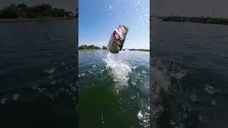 BASS BLOW UP!!  #fishing