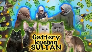 NONTON SAMPAI HABIS CATTERY KUCING SULTAN DI BEKASI