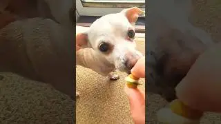 Trading My Chihuahua A Puppy Sandwich 🐶🥪 #funnydogs #chihuahua