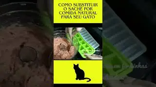 Como Substituir o Sach&ecirc; por Comida Natural para Seu Gato #chorts