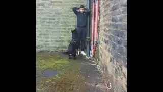 Strikeline Czech DDR German Shepherd - 11 Month Old Ax - Bark And Hold