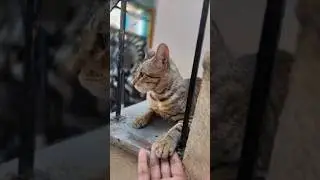 Cat Love #music #love #song #moments #cat #catvideos #catshorts #catmemes #catholic #catlovers