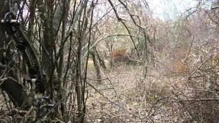 Ninja - Big Buck While Compound Bow Hunting Deer On Ground