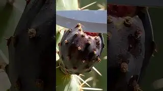 Have you Seen Pink Cactus Fruit | Satisfying video | #asmr #cactusfruit #pink