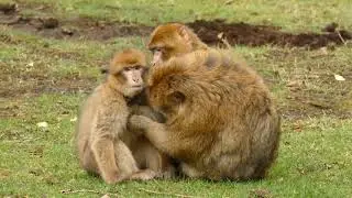 Monkey habitat management||wildlife habitate
